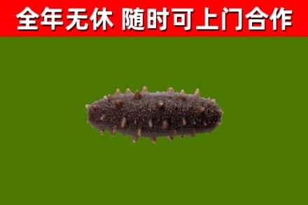 嘉善烟酒回收干海参.jpg
